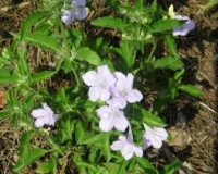 ruellia caroliniensus 2r.jpg